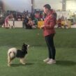 Cours de Formation pour Juges Canins Pour la Race Pomsky